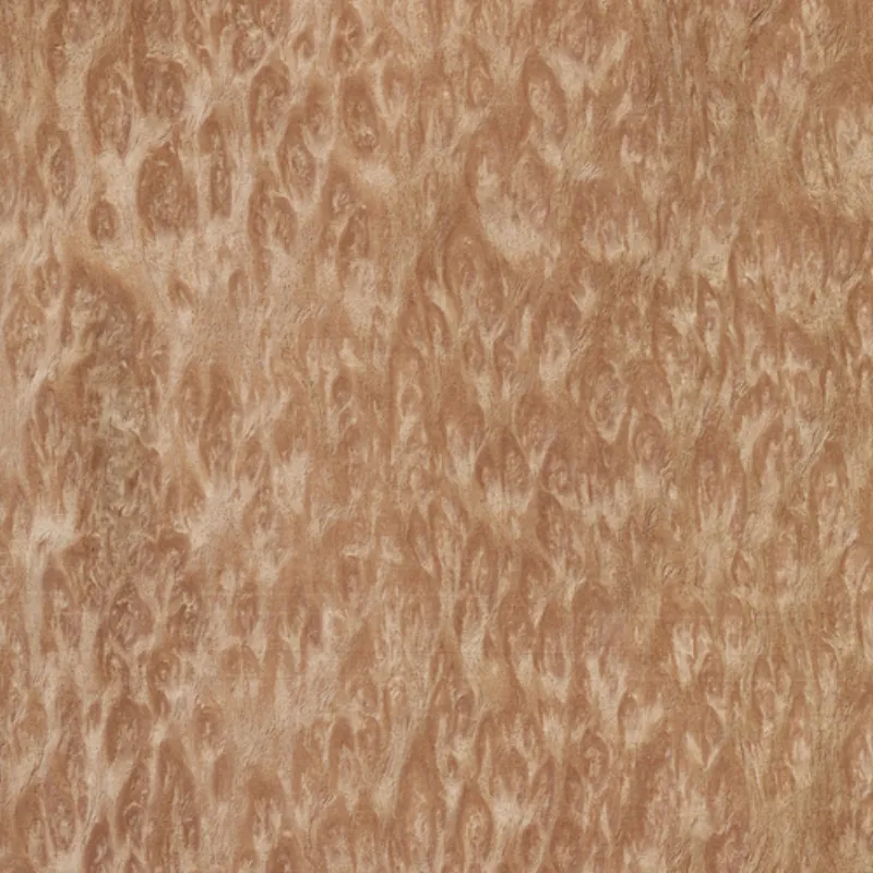 Eucaliptus Pommele