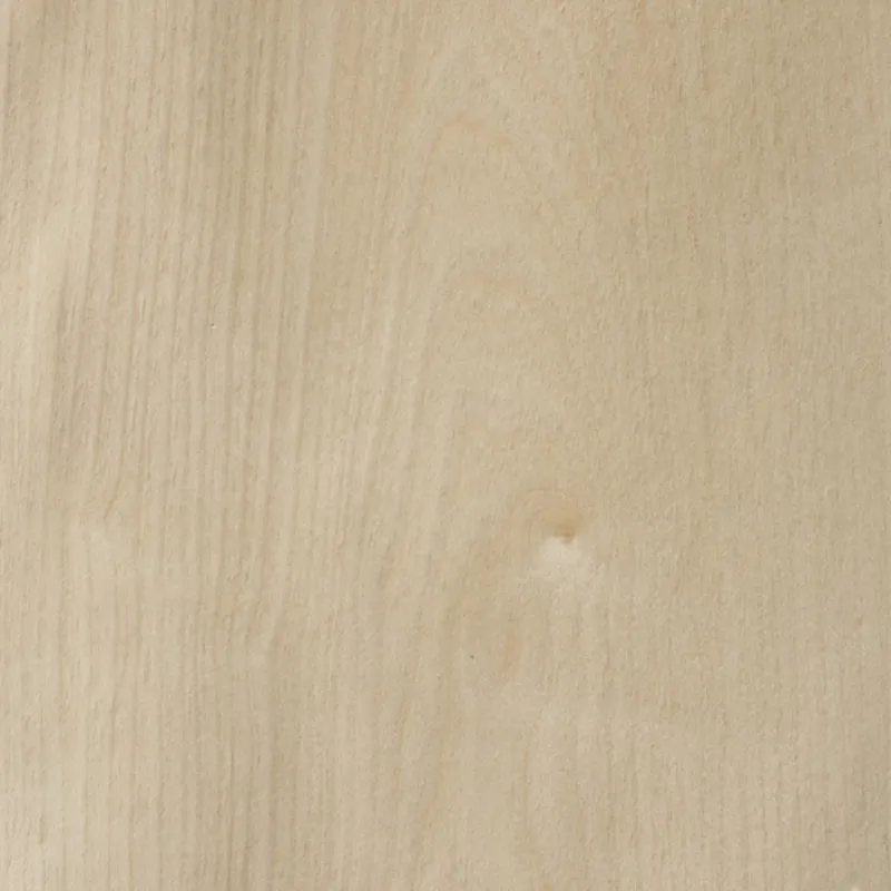 Sicomoro Sycamore